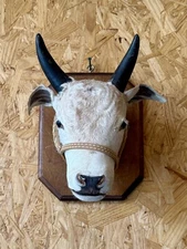 UNIQUE Calf Head Mount Taxidermy WITH FLAWS Decor Cow Approximately 10x13
