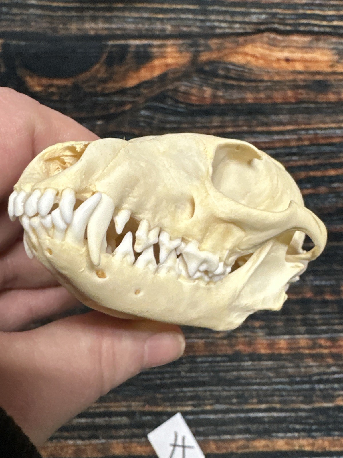 Real Grey Fox Unique Animal Mount Halloween Skull Art Craft Mountain Man Canine