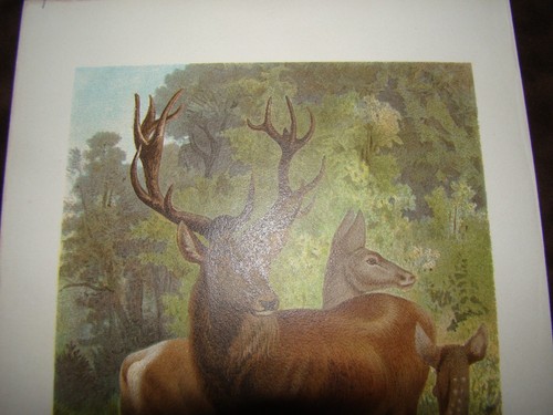 Antique Color German Chromolitho Print Edelhirsch Red Deer Buck Doe Fawn Forest - Picture 5 of 6