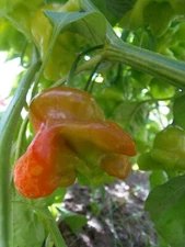 Chapeau Frade - Caribbean hot pepper shaped like a bishop's hat