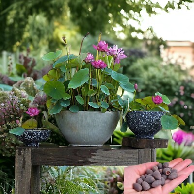 15pcs Lotus Seeds Mixed Color Bonsai Bowl Lotus Indoor Outdoor Aquatic  Gardens | eBay