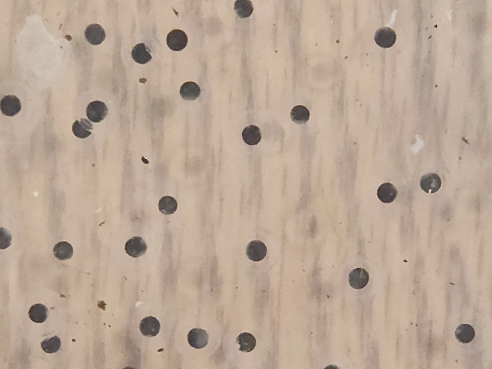 Huevos Fertilizados Axies Cobre x Melanoide Compra 10, obtén 5 gratis  Foto 3 de 4