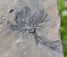 SUPERB & Large Iocrinus Crinoid Fossil! Ordovician of Quebec, Neuville Formation