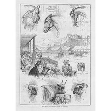 The Highland Society Show at Stirling - Antique Print 1881