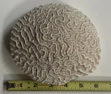 Brain Coral Fossil,  6 “ x 5” x  2 “, nearly round white with great detail