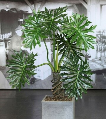 80001619 Philodendron Radiatum Indoorplants Greenplants 3 Samen | eBay.de