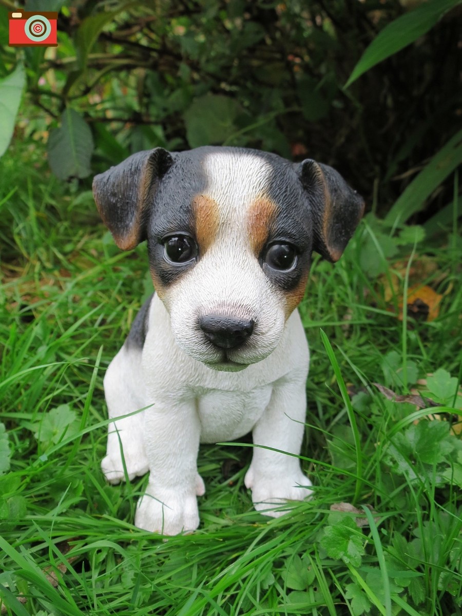 JACK RUSSELL PUPPY, Tri Colour, Very Cute Home Garden Ornament
