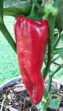 50+ Giant Marconi Rosso Pepper Seeds Sweet NON GMO Open Pollinated Prolific