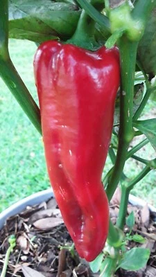 50+ Giant Marconi Rosso Pepper Seeds Sweet NON GMO Open Pollinated Prolific