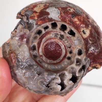 162GR AMAZING EXTREME UNIQUE BLACK CALCITE FOSSIL PERMIAN AMMONITE