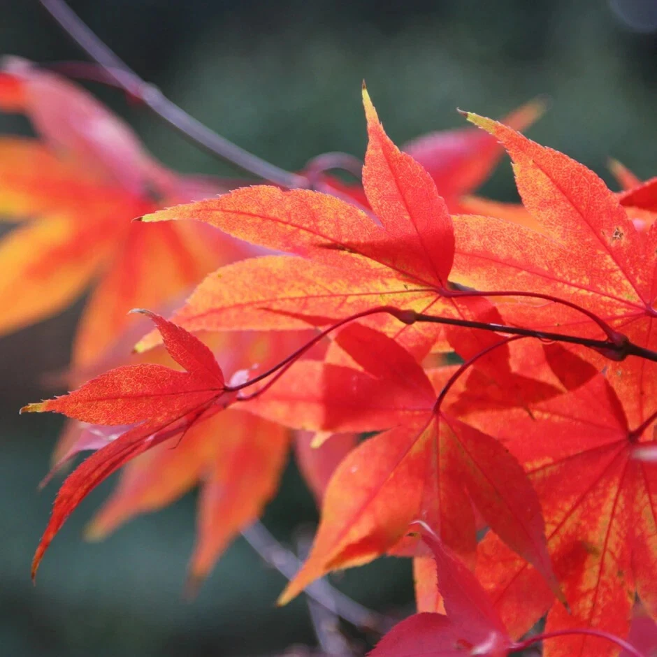 Acer Tree Osakazuki Japanese Maple Autumn Red 3L Pot 60cm Delivered to your door - Image 2 of 4