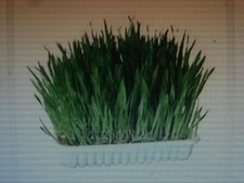 500 graines Herbe à Chat  BIO / blé à Semer