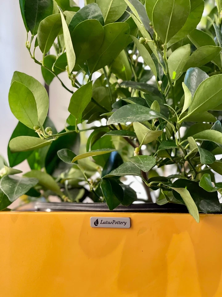 Maceta de fibra de vidrio de 23-47 pulgadas de alto, macetas, jardinera casera - amarilla Foto 4 de 4