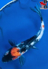 11" SHOWA Live Koi Fish Garden Pond 10/31