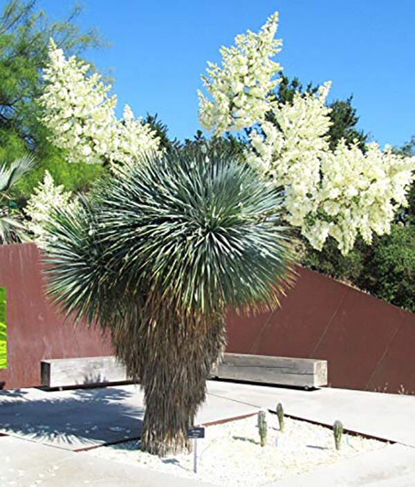Yucca rostrata, Beaked Blue Yucca - 10 Sementes | eBay