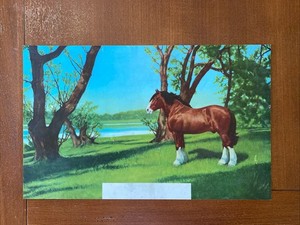 Vintage 1950s Budweiser Beer Lighted Sign Clydesdale Scene Insert Only
