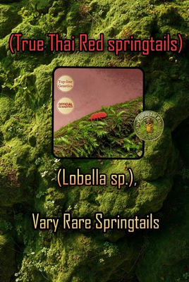 #ad #ad Live Red Springtails 25 L.A.G $45.00