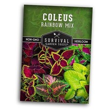 Rainbow Mix Coleus Seed for Planting - Packet with Instructions to Plant and 1