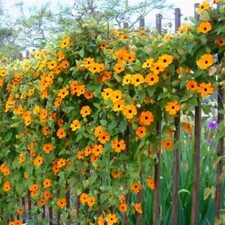 20 SEEDS Orange JASMINE rare flower exotic climber vine bush Plant USA SELLER