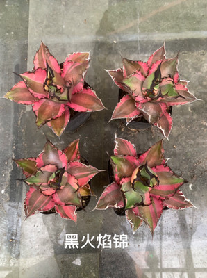 RareSucculent Plant Agave titanota 'Black Flame' Variegata 11cm