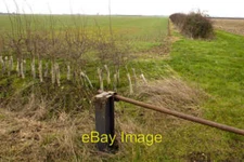 Photo 6x4 New hedge planting and established hedgerow Chapel End/TL1187  c2022