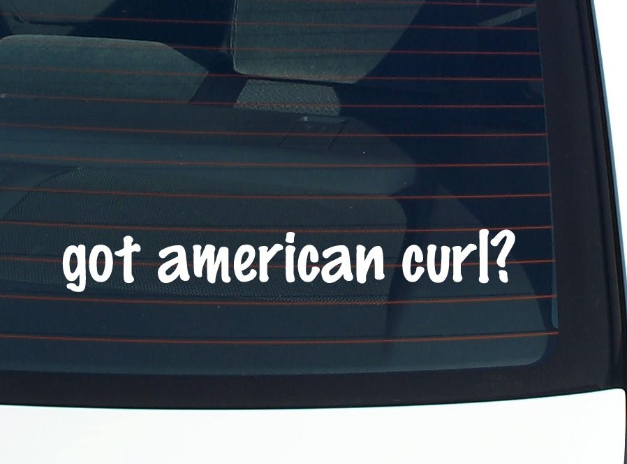American Curl Cat Lover Car Decal Bumper Sticker Vinyl Window Joke