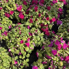Impatient Violet  - Pack Of 6 Garden Ready Bedding