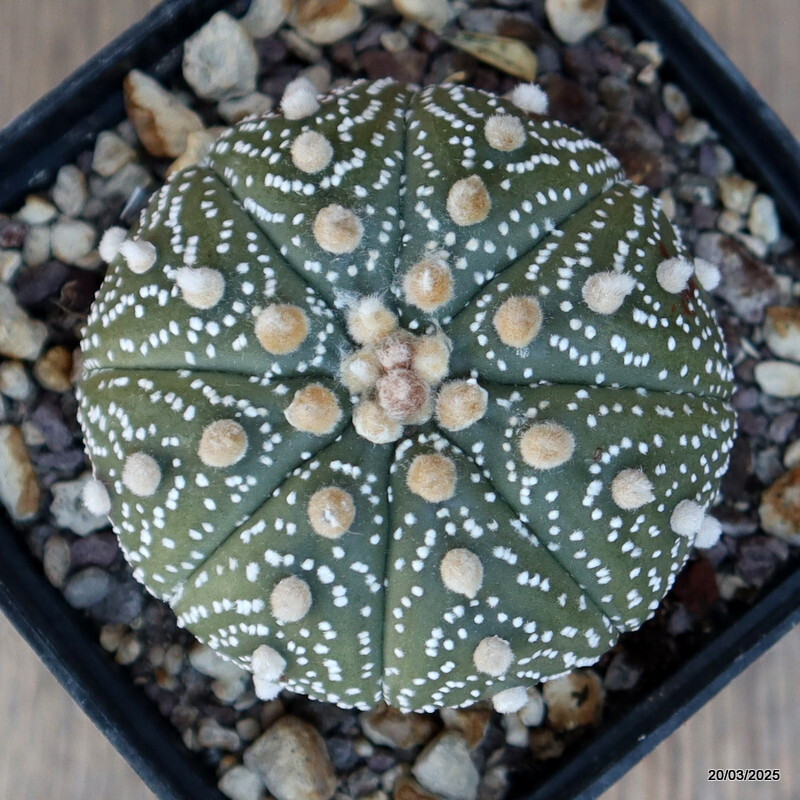 その他 OZWRT Spirit of Astrophytum A4814 ASTROPHYTUM SUPERKABUTO pot9-H5-W7 cm MaMa Cactus | eBay