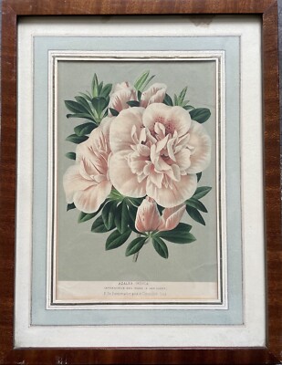 Antique Art Print Flower Plant Botany Azalea Indica Rhododendron 19thC 