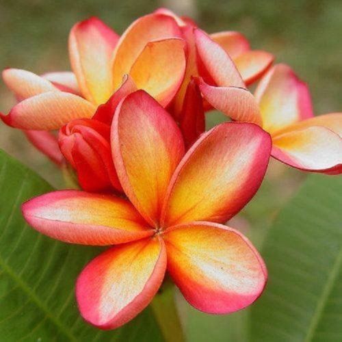 5 Orange Pink Plumeria Seeds Plants Flower Lei Hawaiian Perennial