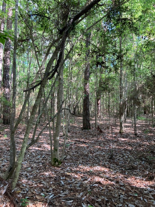 Land Lot - Coastal MS - Harrison County, MS - 1.4 Mile to Beach! .30 mile to bay
