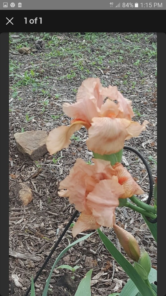 6 Count MIXED COLORS /VARIETIES IRIS BULBS SOME RARE TYPES eBay