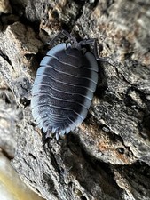 Porcellio werneri Greek Sheild Isopods 10 count FREE shipping