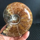 385g Natural polished conch stone Carving   specimens of Madagascar  m3802