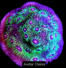Avatar Chalice 3/4-1.5 inch Frag Coral