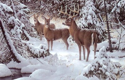 THE EDGE OF LIGHT - GADAMUS - DEER -  L/E ART PRINT - BUCK - DOE - RETAIL $150