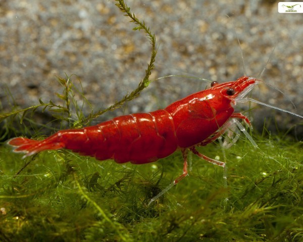 10x GAMBA NEOCARIDINA RED CHERRY, para acuario, pecera de agua dulce y caliente