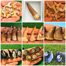 Fossil Teeth Shark Mosasaurs Spinosaurus Dino Onchosaurus Orthoceras Ammonite UK