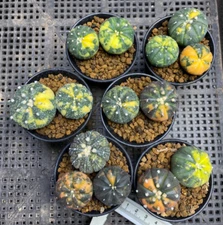3pc Astrophytum asterias variegated seedgrowth cactus 3-4CM Garden Décor Boutiqu