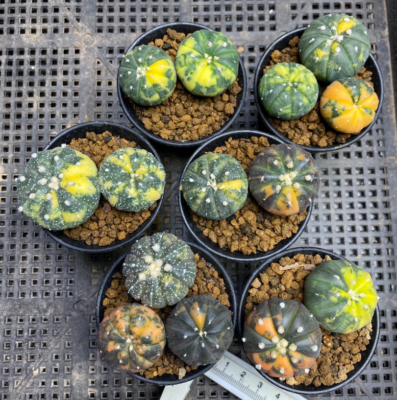 2pc Astrophytum asterias variegated seedgrowth cactus 4-5CM Garden Dcor  Boutiqu | eBay