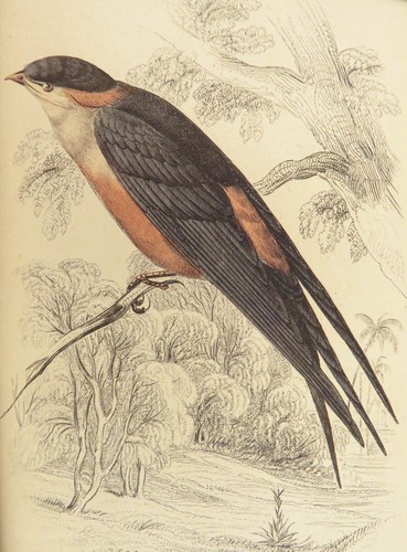 1840 BIRDS Ornithology William Jardine Western Africa Naturalist Color Plates - Picture 17 of 24