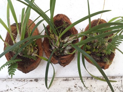 Encyclia Guadalupe X Encyclia Tampensis Bloom Size Mounted Tree Fern Primary Home Garden Com Plants Seedlings