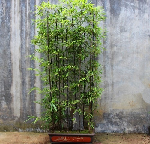 50+Black Bamboo seeds Bamboo Bonsai Garden Home Decoration Cold Resistance USA - Picture 4 of 5