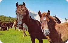 1968 MI Berrien Center Horse Foal Pinto Mare Penrod Studio Postcard N75