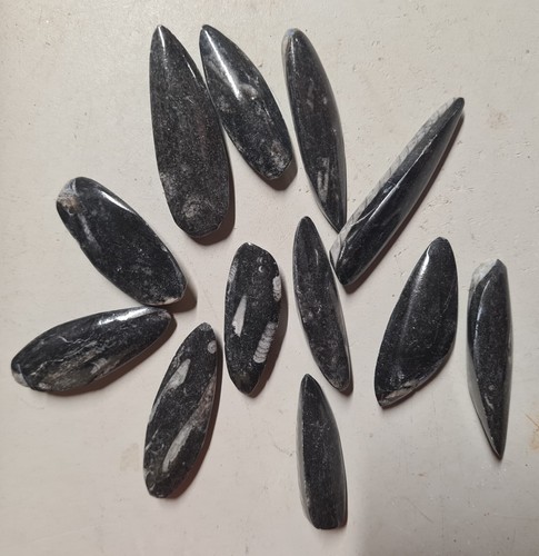 4pcs of 4cm Small ORTHOCERAS FOSSILS - Picture 3 of 3