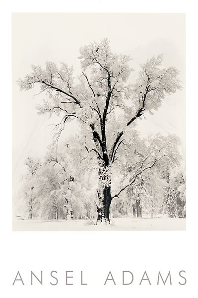 Oak Tree/アンセル アダムス/ポスター Oak Tree, Snowstorm (embossed) by Ansel Adams Art Print