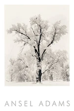 Oak Tree, Snowstorm (embossed) by Ansel Adams Art Print Photo Snow Poster 36x24