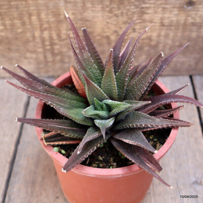 A6545 HAWORTHIA LIMIFOLIA VARIEGATED pot13-H11-W14 cm MaMa Cactus | eBay