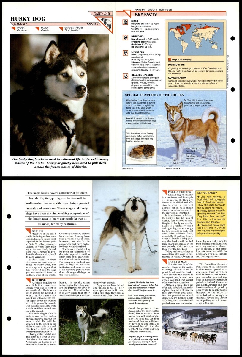 Winter Snow Dogs Types Arctic Sled Dogs Winter Time Snow Storm