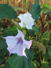 White  Purple throat Flower Datura / Brugmansia- Devil's Trumpet Seeds 20 mix